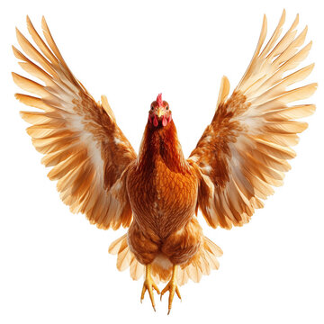 Flying Chicken, Brown Hen in Flight