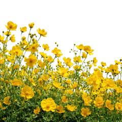 Yellow flowers field illustration isolated on transparent background