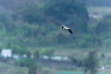river lapwing in flight