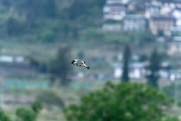 river lapwing in flight