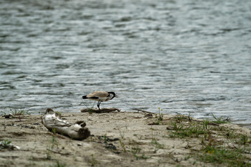 river lapwing in flight