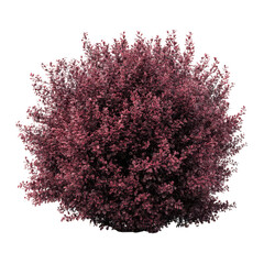 Red bush with small leaves isolated on transparent background