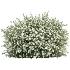Bush with many white flowers isolated on transparent background