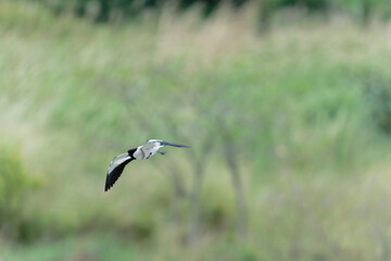 river lapwing in flight