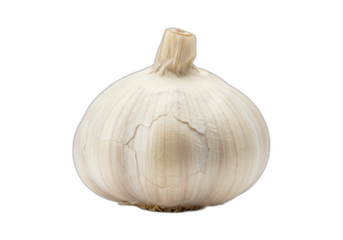 Garlic bulb with individual cloves, white skin, and visible roots, isolated on transparent background.