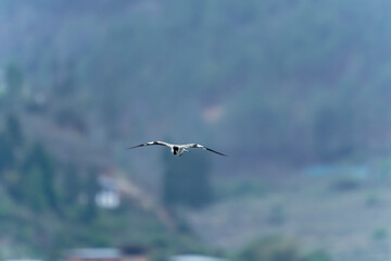 river lapwing in flight