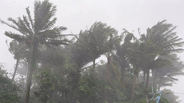 Palm Trees Thrashing In Strong Wind Of Hurricane - Haikui