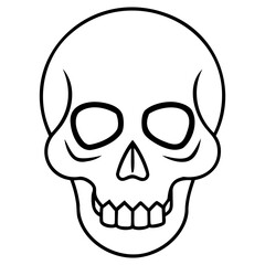 Human skull vector drawing with fine line art isolated on a clear transparent background for artistic projects
