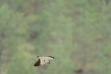 river lapwing in flight