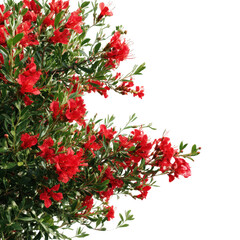 Red flowers with green leaves isolated on transparent background