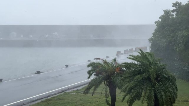 Tropical Trees Thrashing In Powerful Hurricane Wind And Sheets Of Rain - Haikui