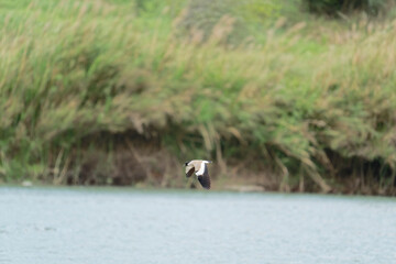 river lapwing in flight