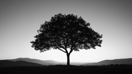 Solitary Tree Silhouette at Sunset Over Rolling Hills