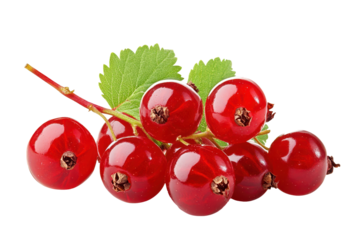 Cluster of glossy, red currants with leaves on a branch is the focal point of this image.
