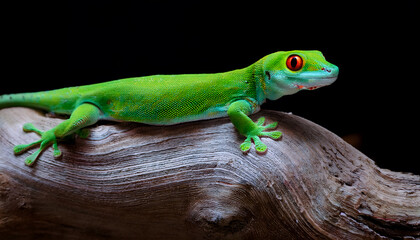 Fototapeta premium Vibrant Green Gecko