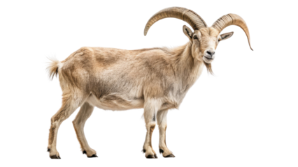 Majestic goat with large curved horns stands confidently, showcasing its light brown fur and strong build. animal exudes sense of calm and strength, perfect for nature or wildlife themes