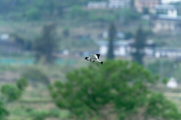 river lapwing in flight