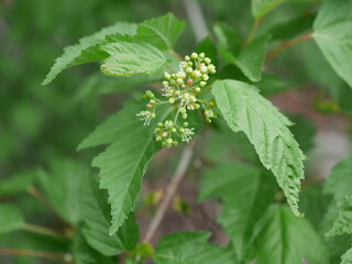 Amur Maple blossoms and buds in early spring, Colorado