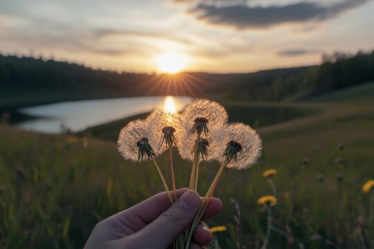 Hand holding dandelion seed heads at sunset over a lake