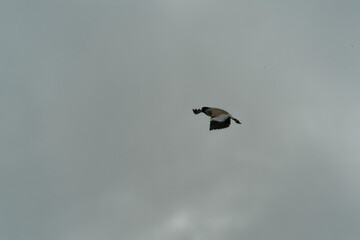 river lapwing in flight