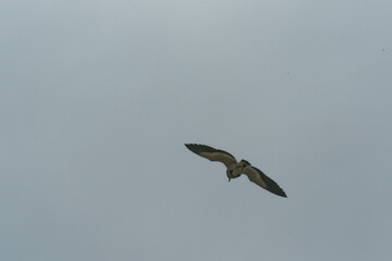 river lapwing in flight