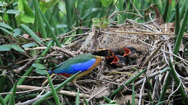 Blue-winged Pitta feeding her young in a natural nest in Kanchanaburi Province, Thailand.
