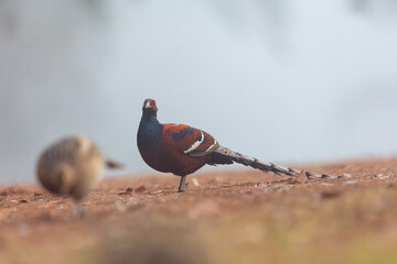 Mrs. Hume's Phesant in the North  of Thailand