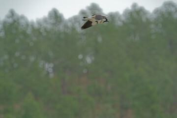 river lapwing in flight