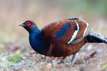 Mrs. Hume's Phesant in the North  of Thailand