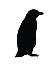 Obraz premium African penguin silhouette. This image shows a black silhouette of an African penguin, also known as a jackass penguin or black-footed penguin, standing upright. Vector clipart illustration design.