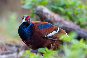 Mrs. Hume's Phesant in the North  of Thailand