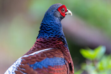 Mrs. Hume's Phesant in the North  of Thailand