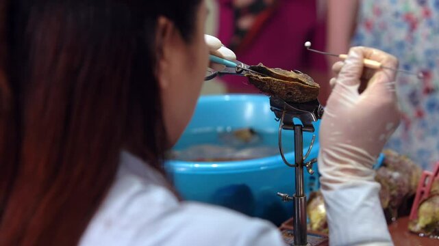 , Vietnam-02 April, 2024: Vietnamese pearl farm, a woman uses tongs to delicately insert a fake pearl into oysters. Traditional practice of cultured pearl farming in Vietnam. Economy and tourism.
