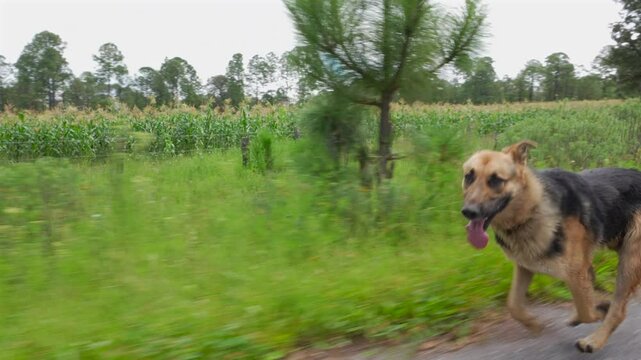un perro pastor aleman cansado corriendo o caminando por la orilla de la carretera disfrutando de un dia soleado al aire libre haciendo ejercicio con la lengua de fuera