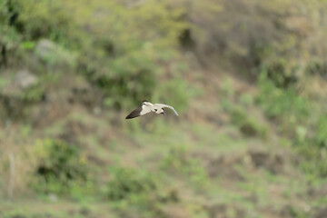 river lapwing in flight