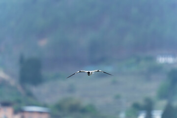 river lapwing in flight