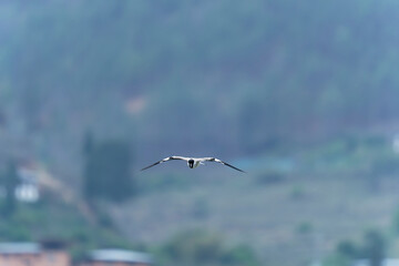river lapwing in flight