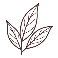 Bay Leaf Illustration, Herb, Spice, Outline