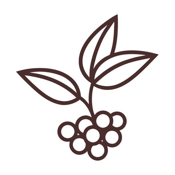 brown plant leaves and berries clip art preview