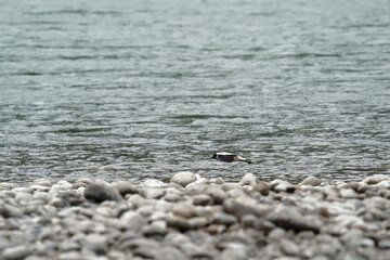 river lapwing in flight
