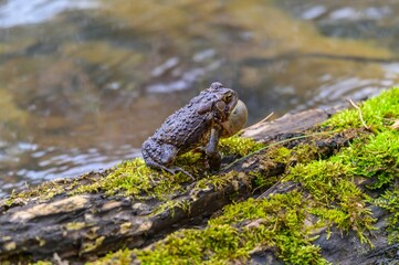 An American Toad Singing at Fort Mountain State Park, near Chatsworth, Georgia.