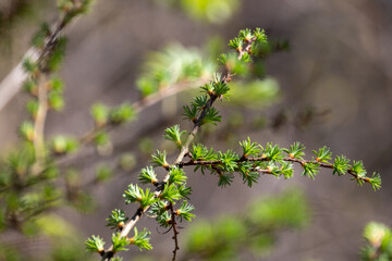 Vibrant green sprouts are emerging beautifully on branches, symbolizing the rebirth of nature during springtime