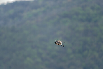 river lapwing in flight