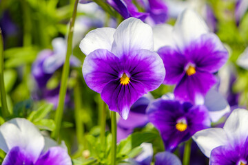 鮮やかな紫色のパンジーの花