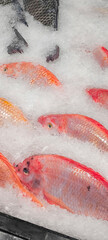 Fresh fish in the fresh market on ice. fish caught from fishing.