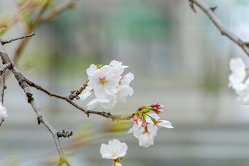雨上がりに咲く桜の花