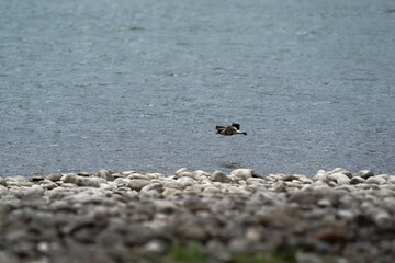 river lapwing in flight