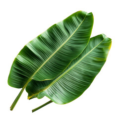 Green banana leaves isolated [Transparent Background PNG]. 