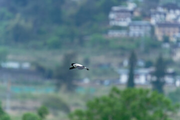 river lapwing in flight