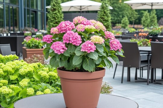 Pink hydrangea in terracotta pot on patio table